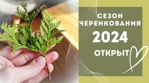 Маточник растений|Строим питомник хвойных растений с 0