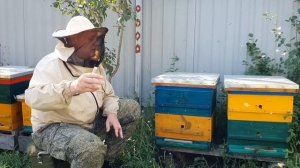 ВОРОВСТВО НА ПАСЕКЕ И КАК БОРОТЬСЯ С НИМ. реальные советы.