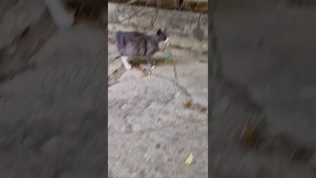 Серая и новый Рыжик смотреть онлайн