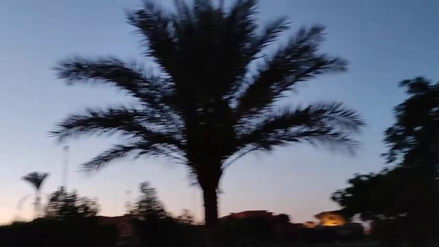 Летучие мыши Египта