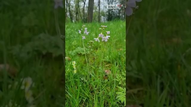 SFA au Festival du Film Vert - Genève 2022 #écologie #plantessauvages #campagne смотреть онлайн