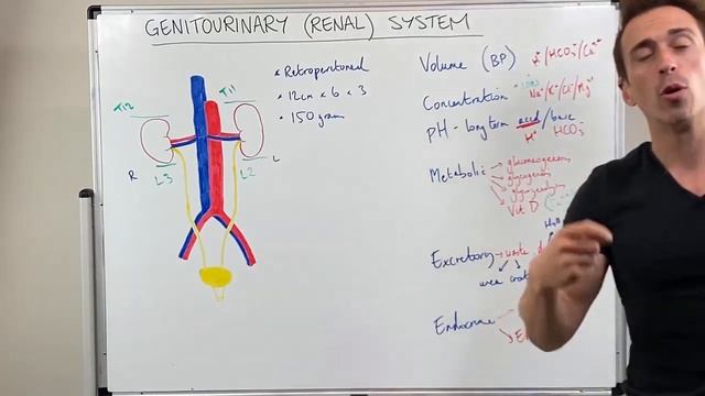 Lecture 8 - Structure & Function of the Urinary (Renal) System смотреть онлайн