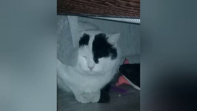 😍 :з Котики и обнимашки :з 😍 С новым годом!!! смотреть онлайн