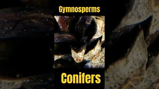 🌳 Conifer or Gymnosperm? What is a Conifer? What is a Gymnosperm? #conifer #gymnosperms #science смотреть онлайн