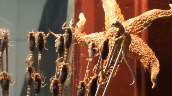 Жесть! Пекин. Улица Ванфуцзин. Китайцы едят скорпионов. China Beijing Wangfujing.