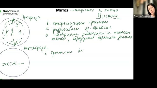 жизненный цикл митоз смотреть онлайн