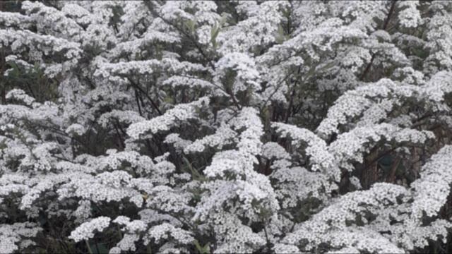 Майская бессонница смотреть онлайн
