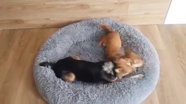 Шура та Рей. Колишні безпритульні собаки.Перетримка та соціалізація.