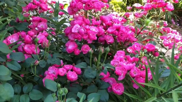 САД УТОПАЕТ В РОЗАХ. Прогулка 24 мая 2024. смотреть онлайн