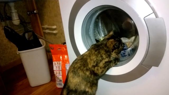 Кошка Дуся стирает смотреть онлайн
