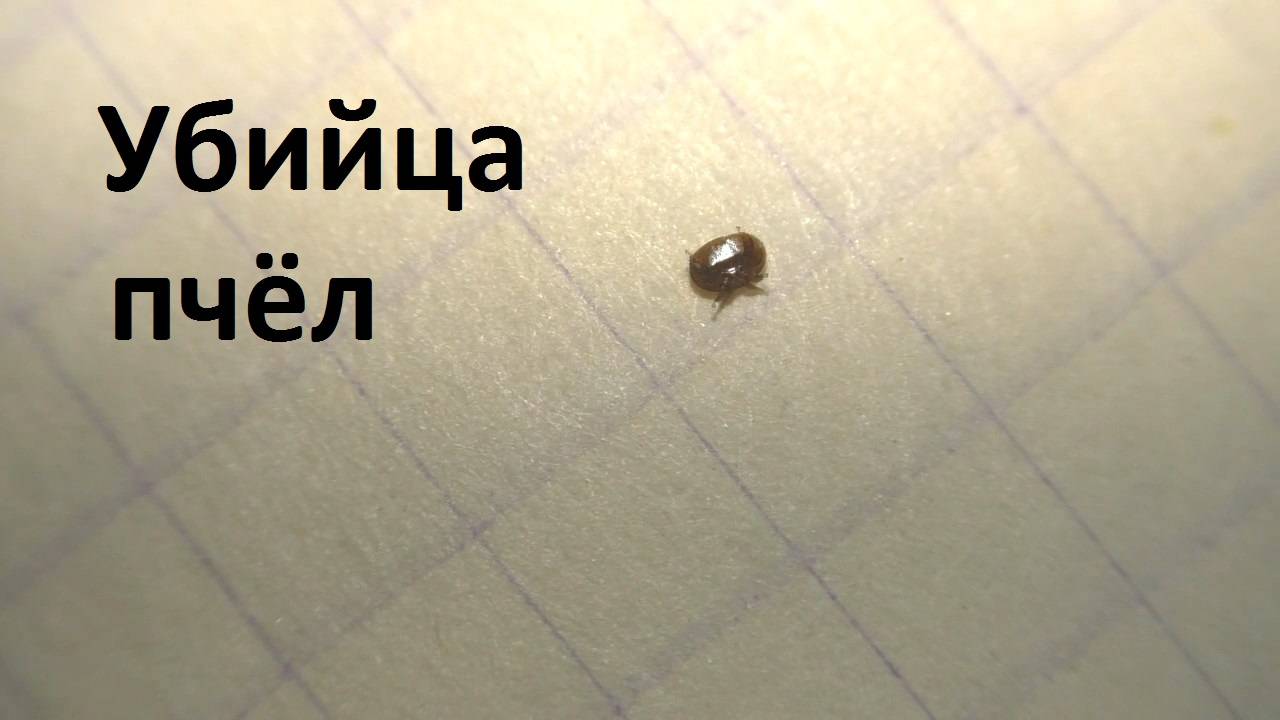 Как пчелы освобождаются от клеща смотреть онлайн