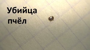 Как пчелы освобождаются от клеща