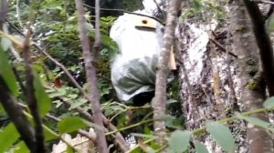 Как выбрать место для установки ловушки и поимки пчелиного роя