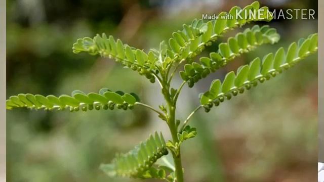 Ayurvedic tips to boost immunity Ayurvedic herbs for immunity How to increase immunity power смотреть онлайн