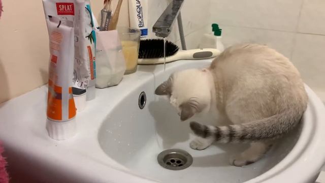 Кошка умывается под краном. Кошка - енот. смотреть онлайн