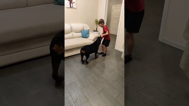 ротвейлер 6 месяцев смотреть онлайн