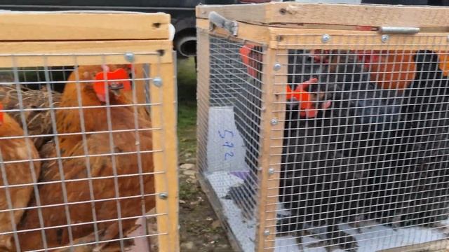 Голуби цены Птичий рынок г Пятигорск -ч3 смотреть онлайн