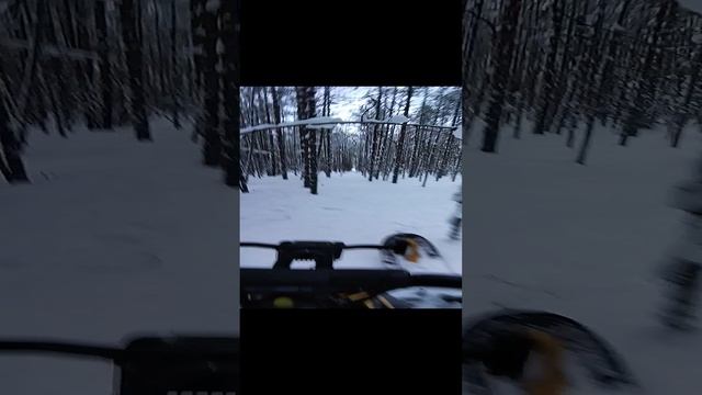 лесной тунель