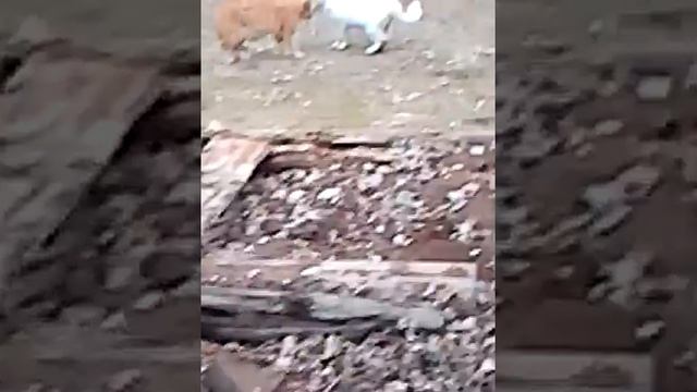 Говорят коты :) смотреть онлайн