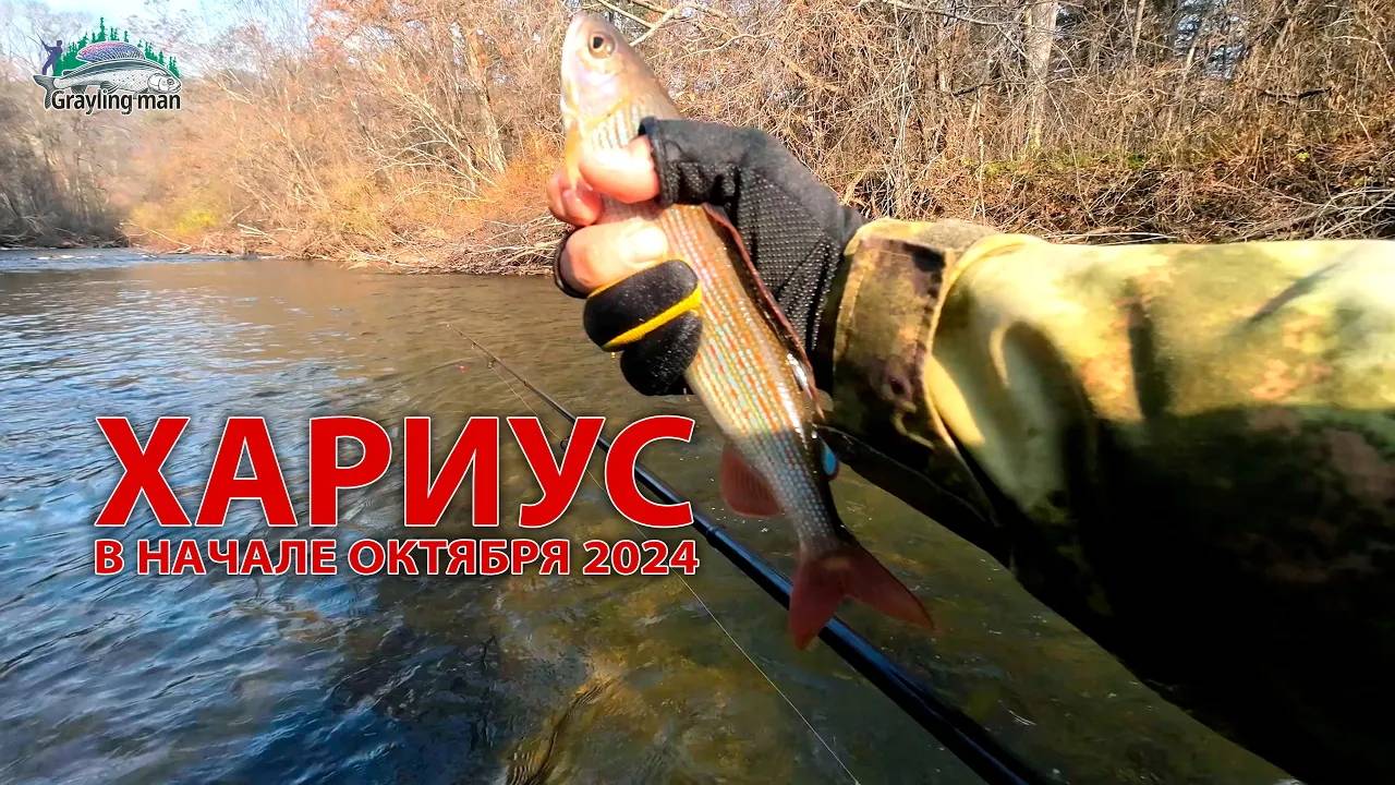 Хариус в начале октября 2024 на горной реке. смотреть онлайн