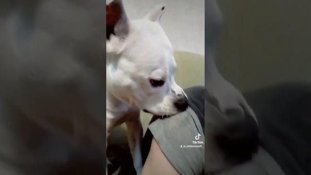 собака напала на человека