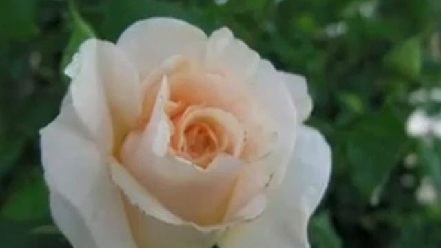 Brian McKay - Berlioz, Voici des Roses, Damnation de Faust смотреть онлайн
