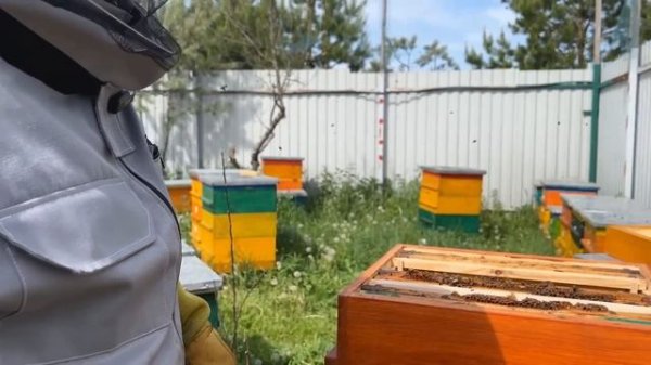 УНИКАЛЬНЫЙ МЕТОД ВЫВОДА ПЧЕЛИНЫХ МАТОК  ДИАФРАГМА  ДЮКАРЕВЫХ