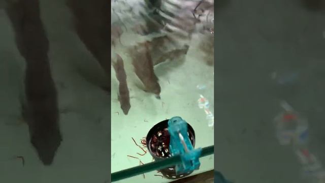 Recycling Your Plant Baskets Into Feeder Baskets.