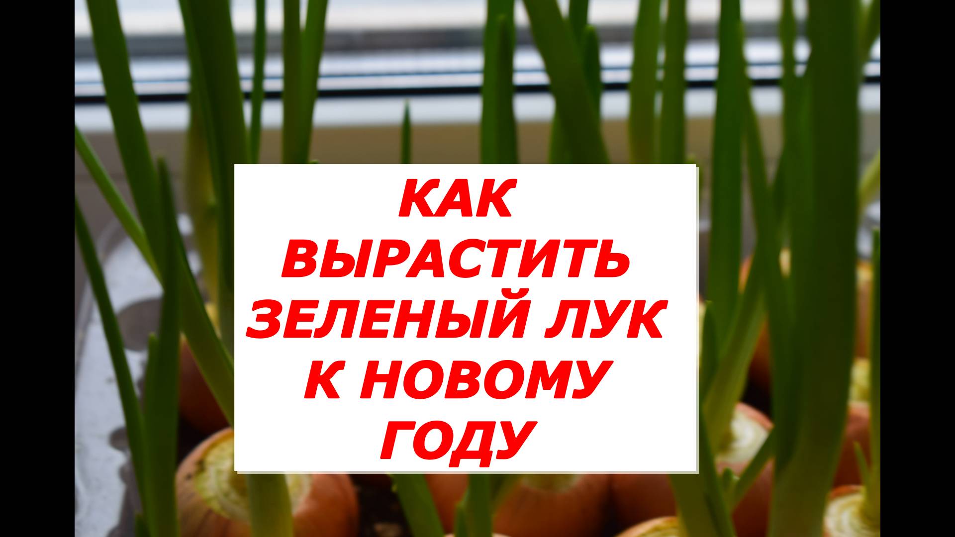 Лук на перо. Выгонка. Три варианта. смотреть онлайн