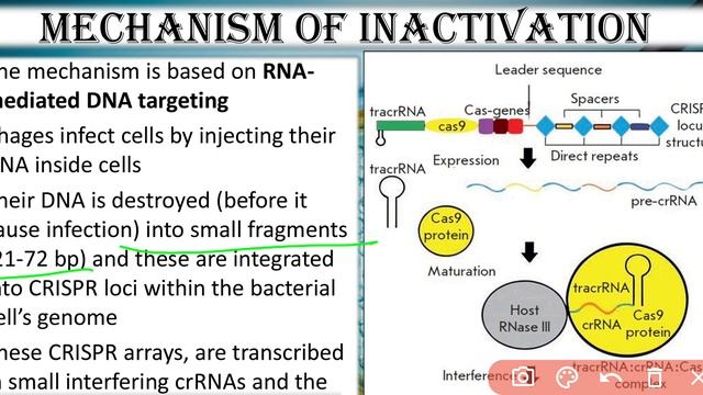 CRISPR/CAS technology part 1| Genome editing technique at specific location|bacterial defence syste смотреть онлайн