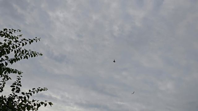 Как поведут себя голуби, и Я. смотреть онлайн