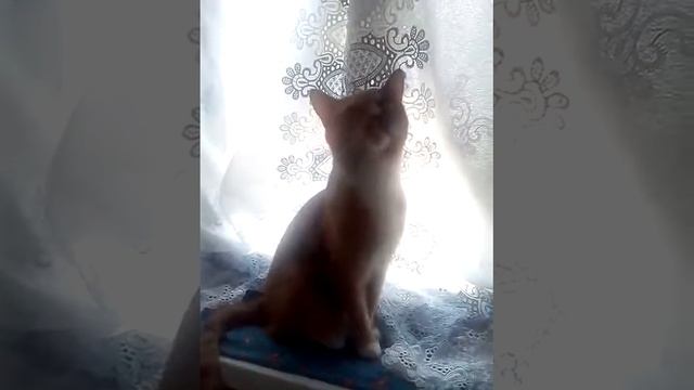 Моя кошка Муся сидит на окне смотреть онлайн