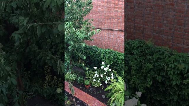 ДОЛГОЖДАННЫЙ ДОЖДЬ . Ждали его 5 месяцев ️ смотреть онлайн