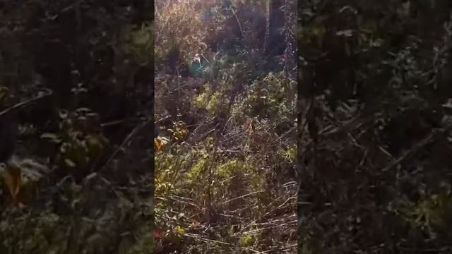 Эпаньоль бретон работа по фазану #охота #фазан #hunting #pointing #dog смотреть онлайн