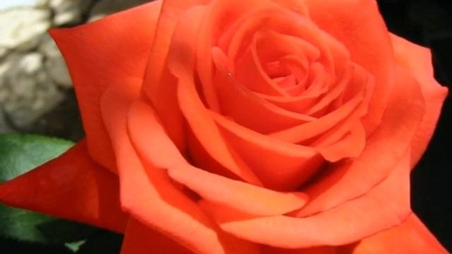 Мы вместе всегда... смотреть онлайн