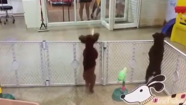 Собака танцует смотреть онлайн