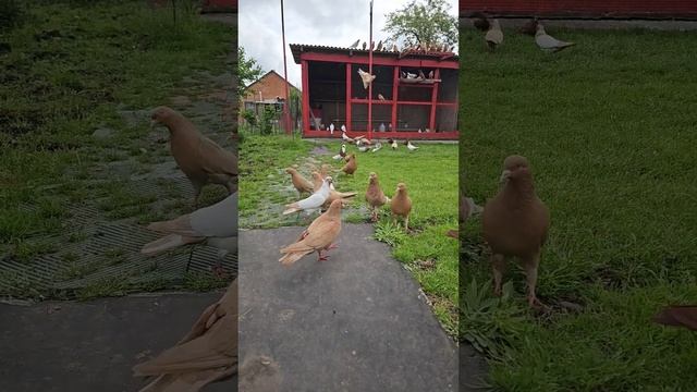 Пенсионеру можно всё смотреть онлайн