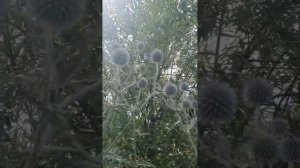 Восхитительный медонос