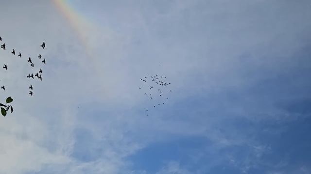 Голуби - что есть правильно что нет смотреть онлайн