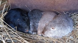 Теперь НУТРИЯМ и мягко, и тепло! 17.11.24.