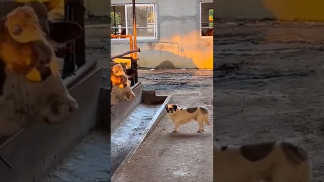 #Собаки #Dogs #Animalfun #смешныесобаки смотреть онлайн