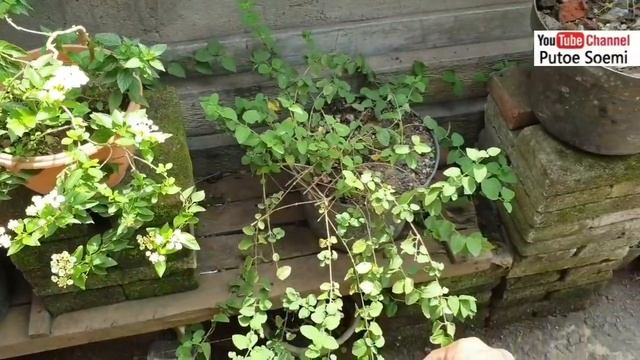 Review hasil sambungan yang sudah berbunga pada bonsai lantana смотреть онлайн