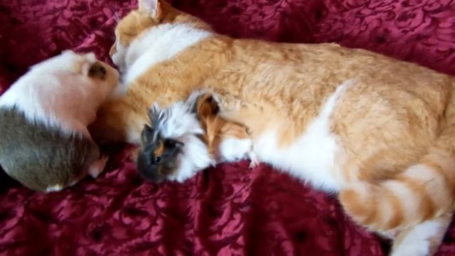 КОТ ВАСЬКА И МОРСКИЕ СВИНКИ смотреть онлайн