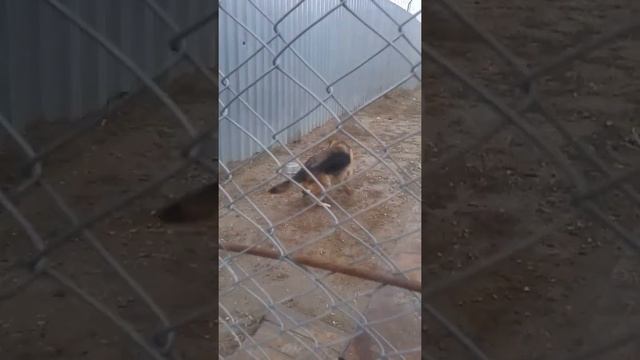 Глупая собака смотреть онлайн
