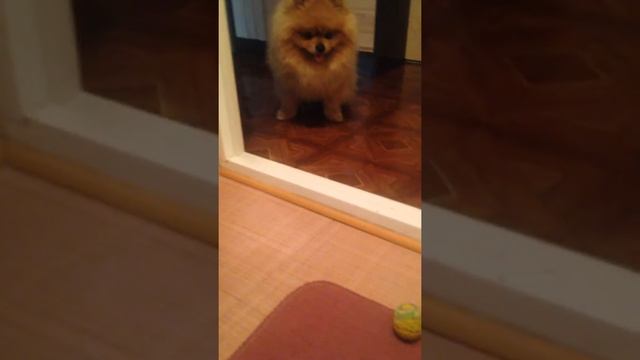 Балу. Шпиц просит играть смотреть онлайн
