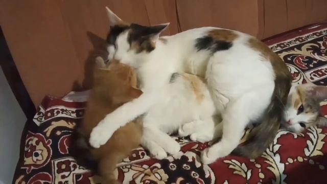 Наши домашние любимцы /все в кучу смотреть онлайн