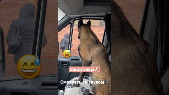 Собака защищака 🐶 #дальнобой #собакадальнобой #малинуа #собака #путешествия #газель #животные смотреть онлайн