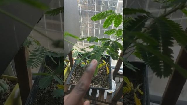 Mimosa hostilis смотреть онлайн