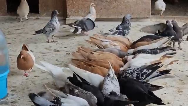 Не рынка не голубей (Мои голуби) смотреть онлайн