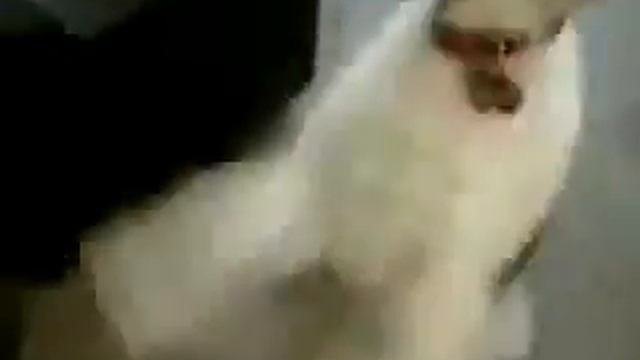 Аццкая собака смотреть онлайн